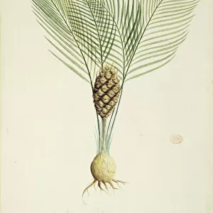 Macrozamia communis, burrawang palm