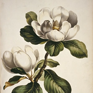 Magnolia sp. magnolia