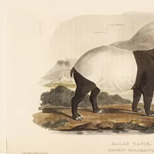 Malayan tapir, Tapirus indicus. Endangered
