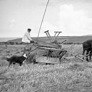 Man with a harvesting machine in a field