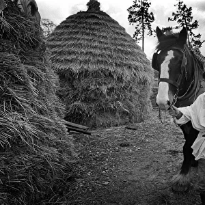 A man leads a working horse past old-fashioned hay stacks