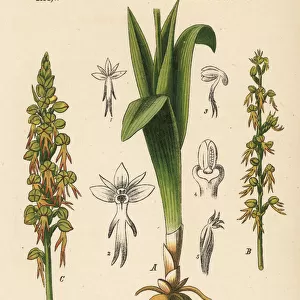Man orchid, Orchis anthropophora