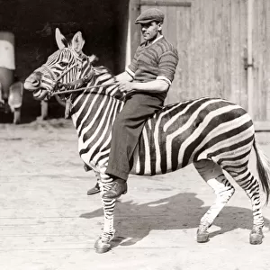 Man riding a zebra, Bostocks Royal Italian Circus