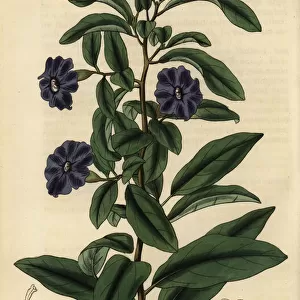 Manaca, Brunfelsia uniflora