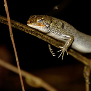 A Many-lined Sun Skink (?) sleeps at night on a
