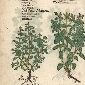 Marjoram, Origanum majorana, and oregano, Origanum vulgare