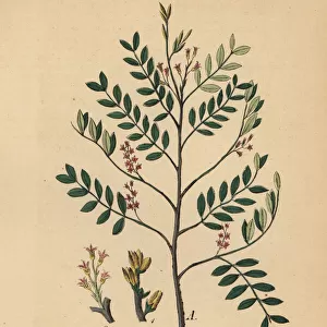 Mastic tree, Pistacia lentiscus