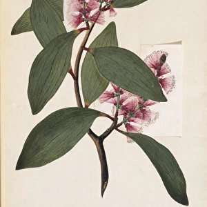 Melaleuca viridiflora, weeping tea tree