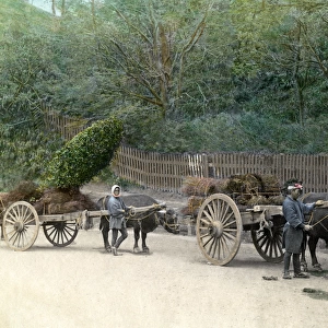 Men with ox carts, Japan