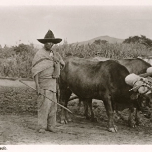 Mexican farmer with his ox-pulled plough