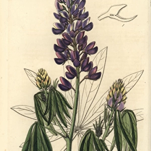 Mexican lupine, Lupinus elegans