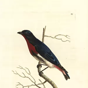 Mistletoe bird, Dicaeum hirundinaceum