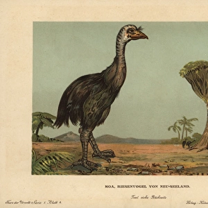 Moa, Dinornis novaezealandiae, extinct giant