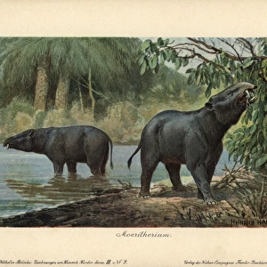 Moeritherium, extinct genus of prehistoric