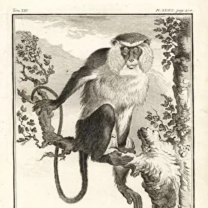 Mona monkey, Cercopithecus mona