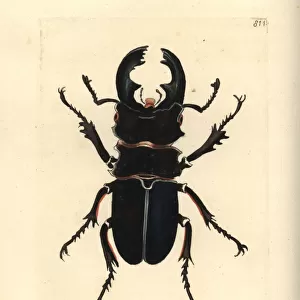 Moose beetle, Odontolabis alces