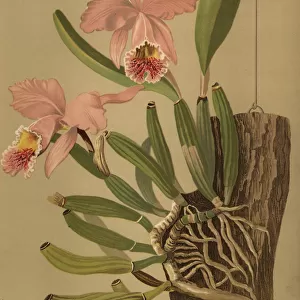 Mosss cattleya or easter orchid, Cattleya