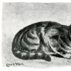 Mrs Herrings Silver Tabby cat Lady Godiva