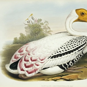 Mycteria leucocephala, painted stork