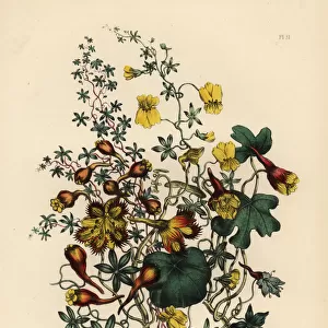 Nasturtium or Tropaeolum species