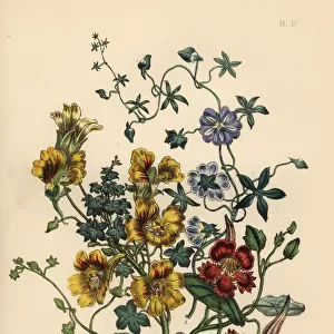 Nasturtium varieties