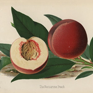The Nectarine Peach, Prunus persica