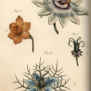 Nectarium of the passionflower 1, daffodil