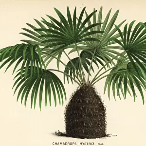 Needle palm, Rhapidophyllum hystrix