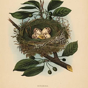 Nest and eggs of the eastern kingbird, Tyrannus tyrannus