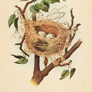 Nest and eggs of the orchard oriole, Icterus spurius