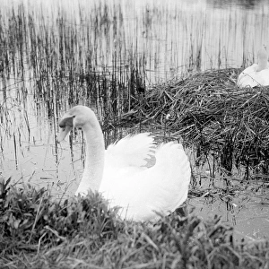 Nesting Swans