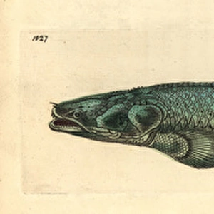 Nile bichir, Polypterus bichir