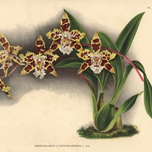 Odontoglossum sceptro-crispum, L Lind, hybrid orchid