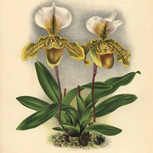 Olicaveum variety of Cypripedium Leeanum hybrid orchid