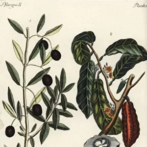 Olive tree and cacao tree