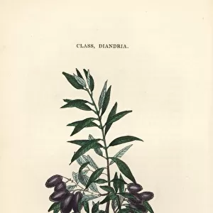 Olive tree, Olea europea