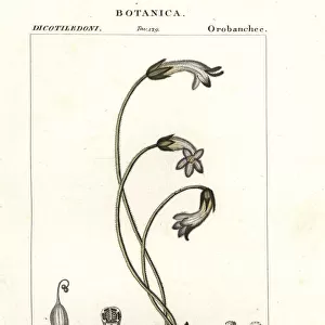 One-flowered broomrape, Orobanche uniflora