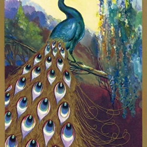 Ornamental Peacock