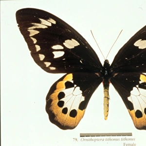 Ornithoptera tithonus, birdwing butterfly