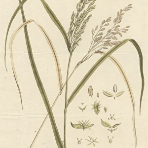 Oryza sativa, common rice