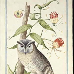 Otus bakkamoena, collared scops owl