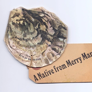 Oyster from Margate on a shell-shaped greetings card