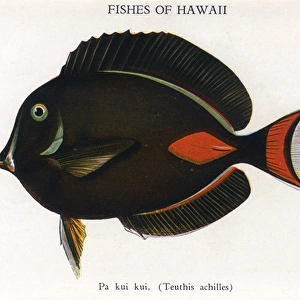 Pa Kui Kui, Fishes of Hawaii