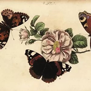 Painted lady, red admiral and European peacock
