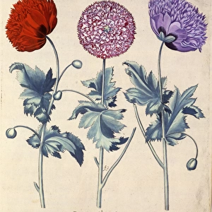 Papaver (Poppy), three varieties