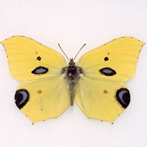 Papilio ecclipsis, hoax butterfly species