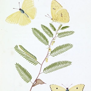 Papilio eubule, brimstone butterfly
