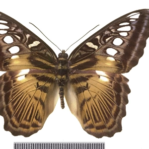 Parthenos sylvia salentia, clipper butterfly