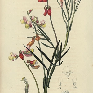 Party coloured bittervetch, Lathyrus pannonicus