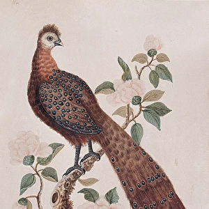 The Peacock Pheasant from China